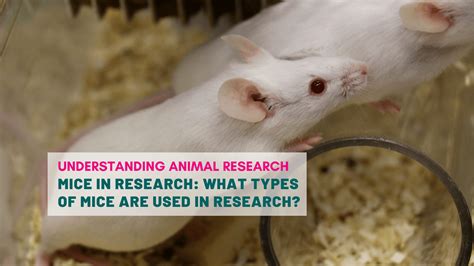 why are we similar to mice in research